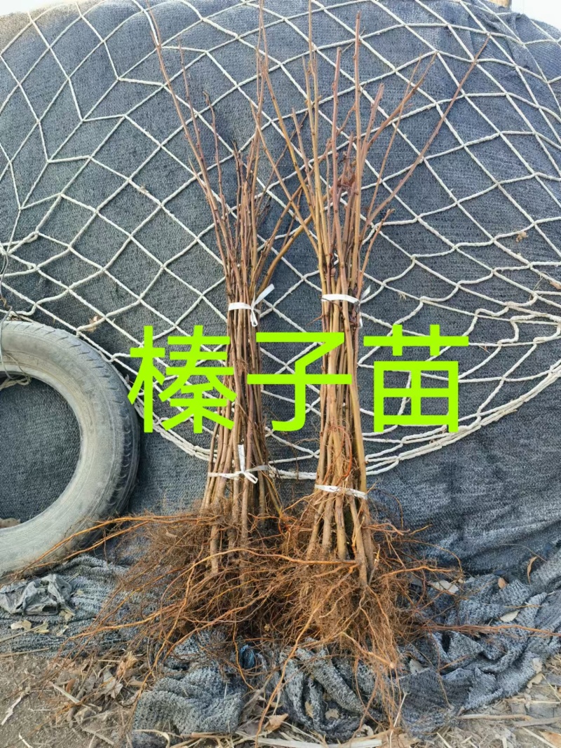 大榛子树苗，平欧系列