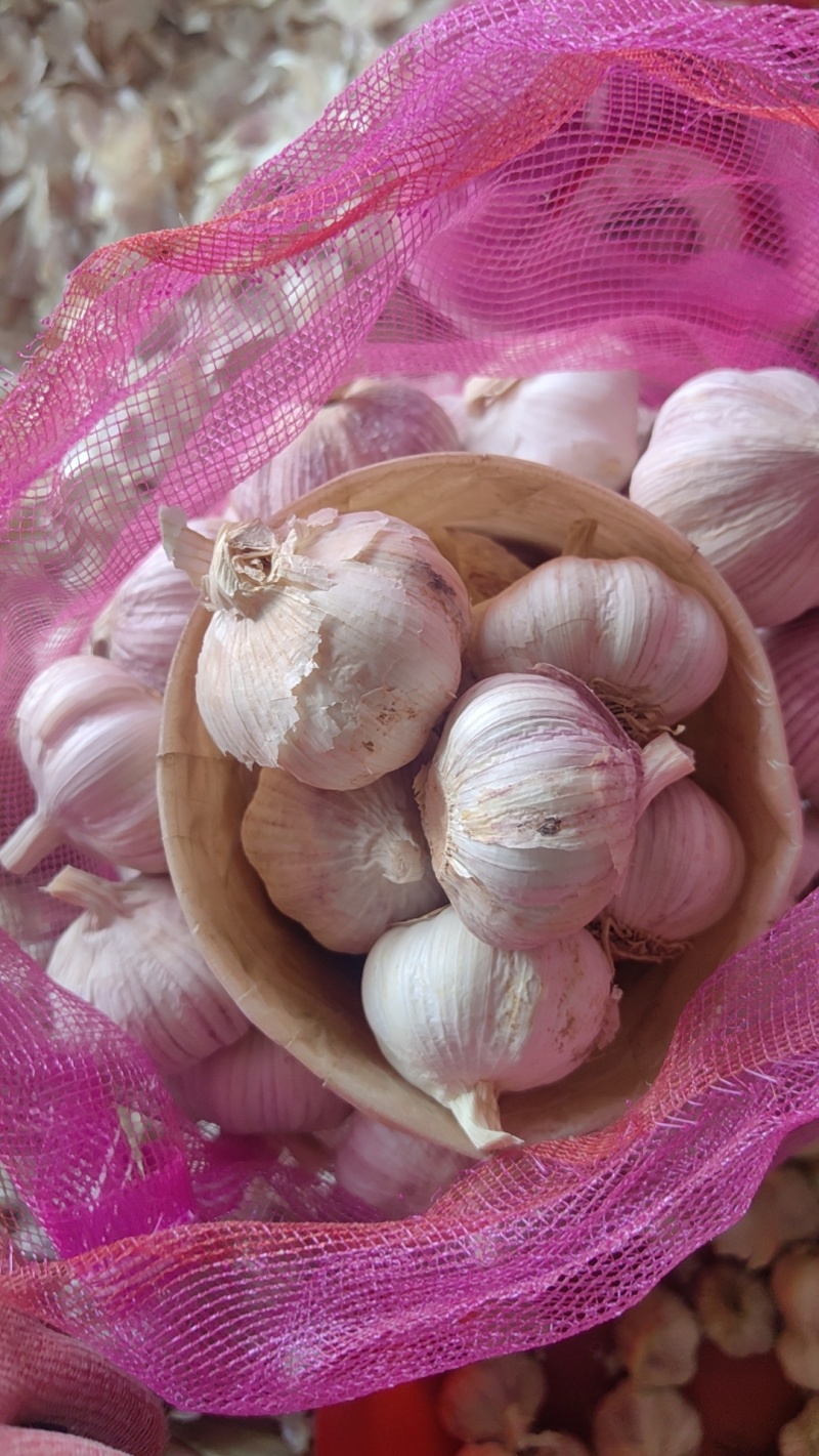 大蒜大量有货