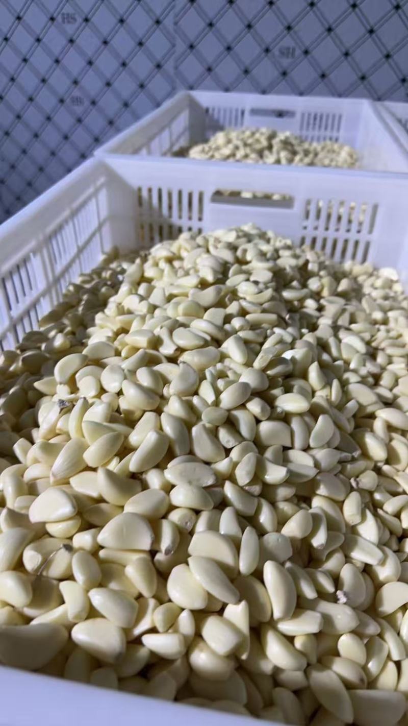 大量供应蒜米，随时有货