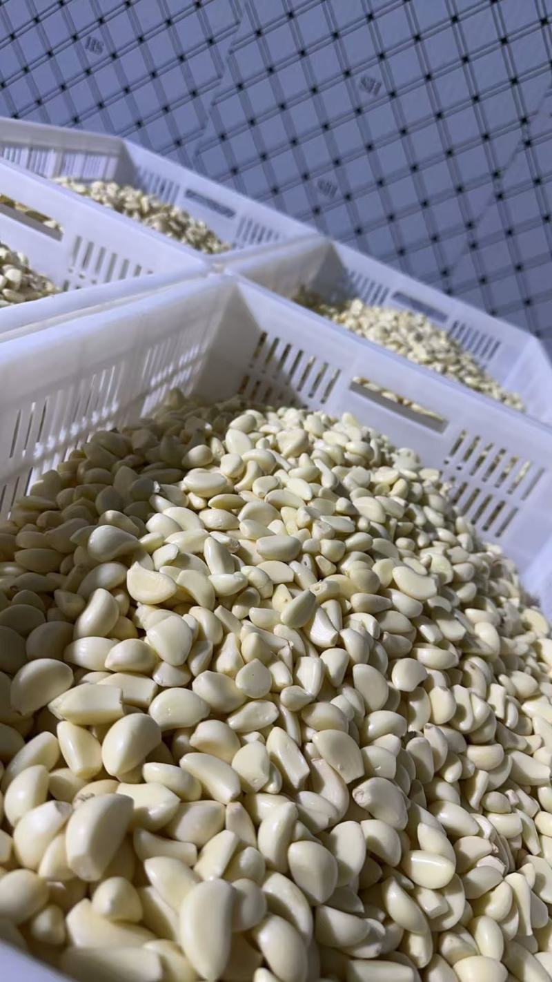 大量供应蒜米，随时有货