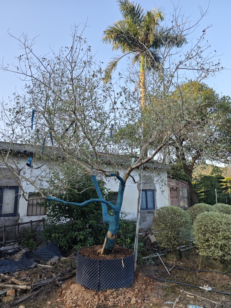 油橄榄造型树油橄榄树高度3米到4米