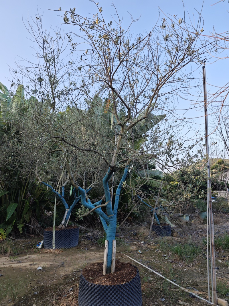 油橄榄造型树油橄榄树高度3米到4米