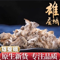 正品雄蚕蛾中药雄蚕蛾新货雄蚕蛾免费打雄蚕蛾粉