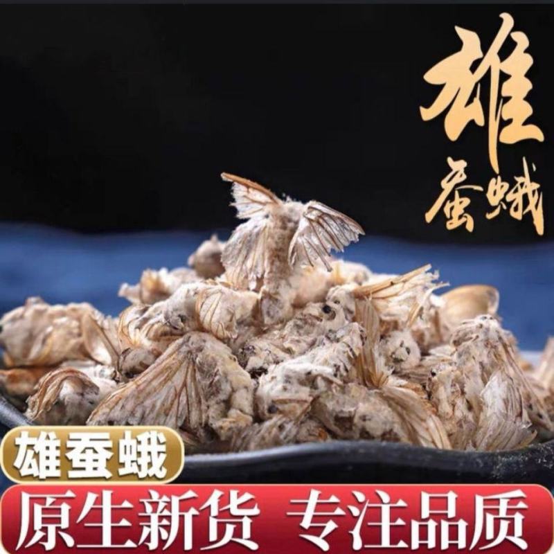 正品雄蚕蛾中药雄蚕蛾新货雄蚕蛾免费打雄蚕蛾粉