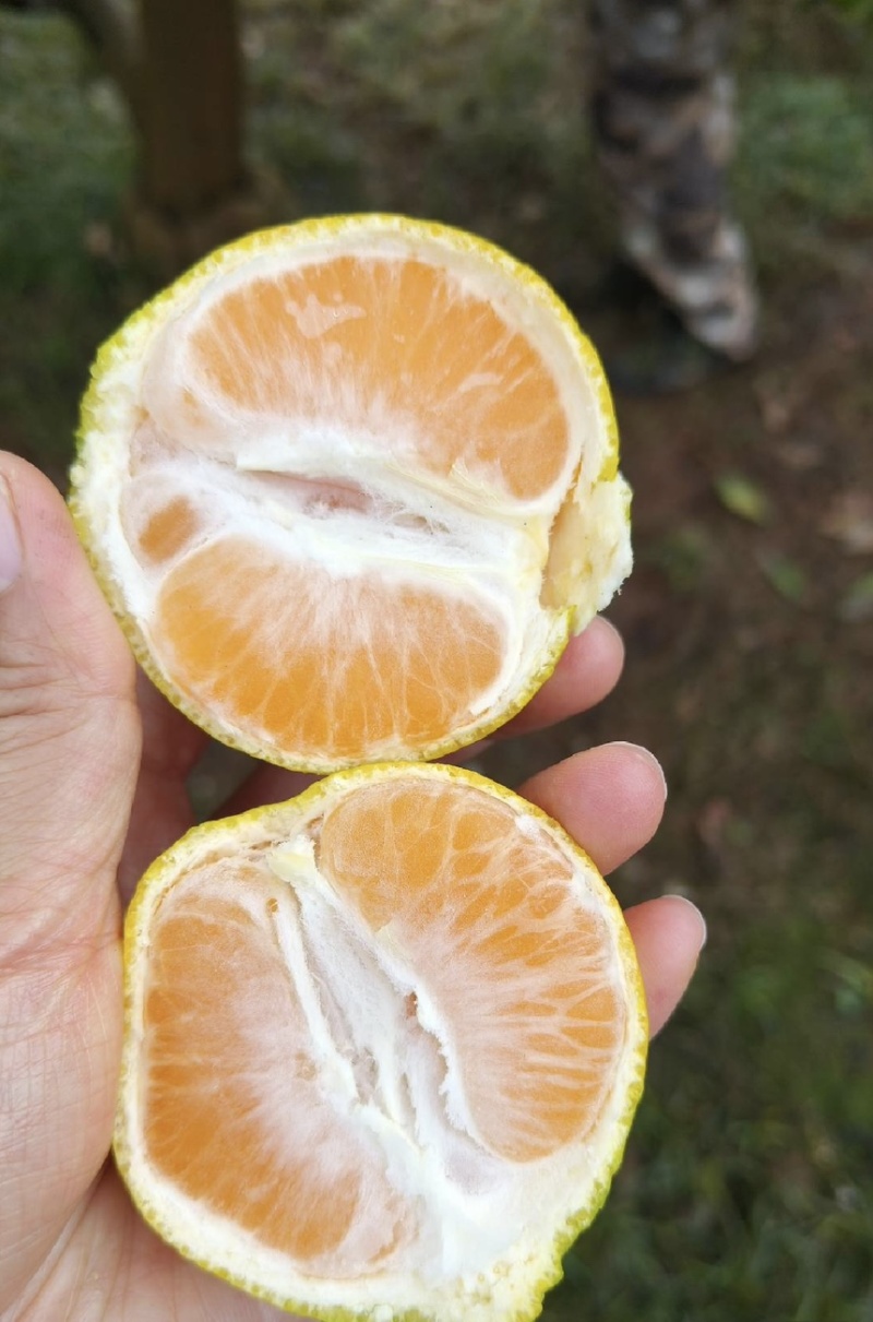 湖北宜昌蜜橘大量源头产地直发