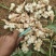 洋姜红洋姜白洋姜菊芋2025年新洋姜蔬菜