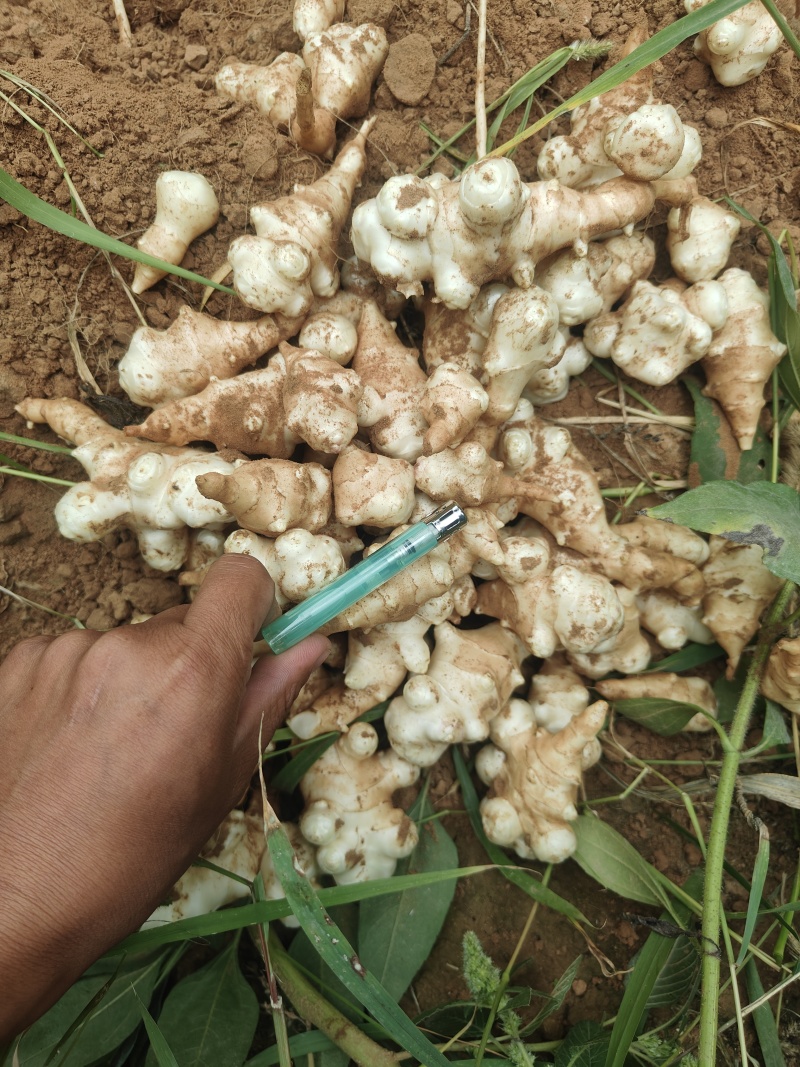 洋姜红洋姜白洋姜菊芋2025年新洋姜蔬菜
