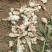 洋姜红洋姜白洋姜菊芋2025年新洋姜蔬菜
