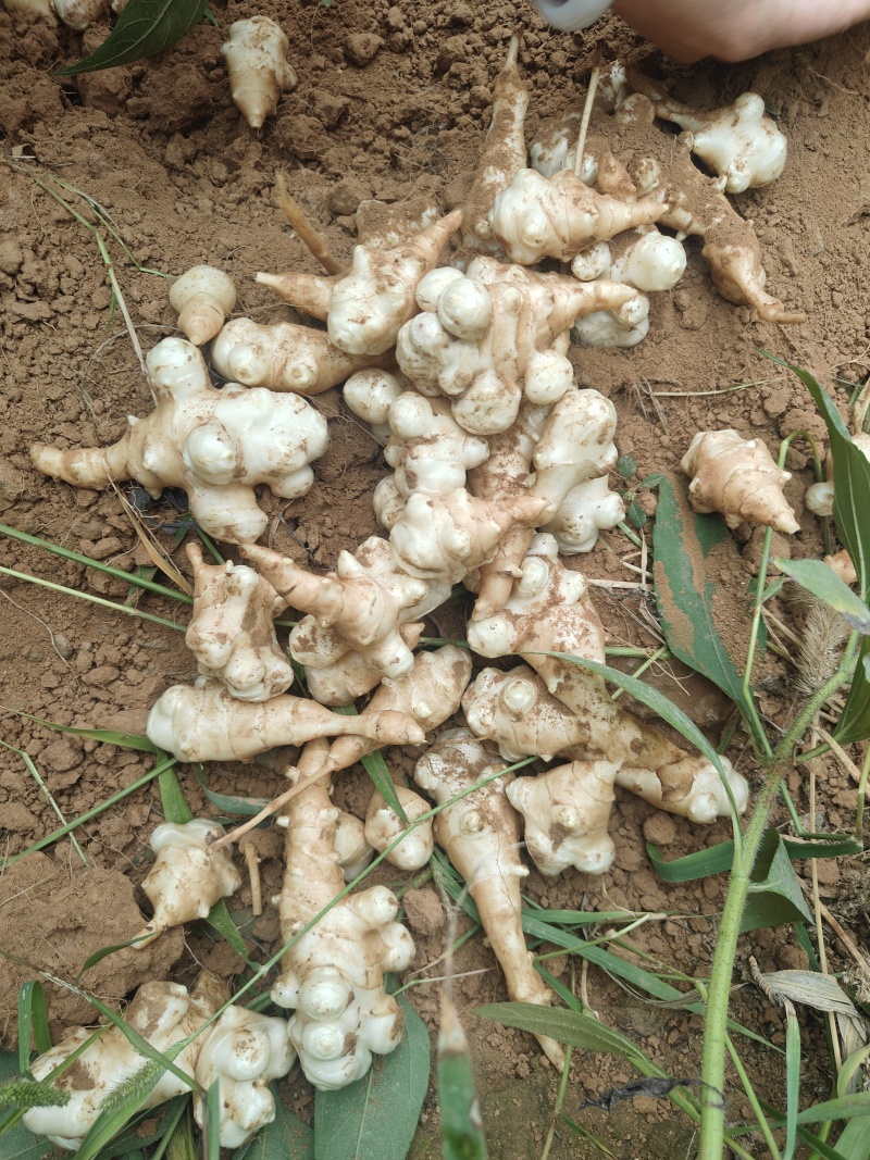 洋姜红洋姜白洋姜菊芋2025年新洋姜蔬菜