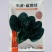 半源纵贯线菠菜种子一代杂交进口深绿圆叶菠菜种籽秋冬春菠菜