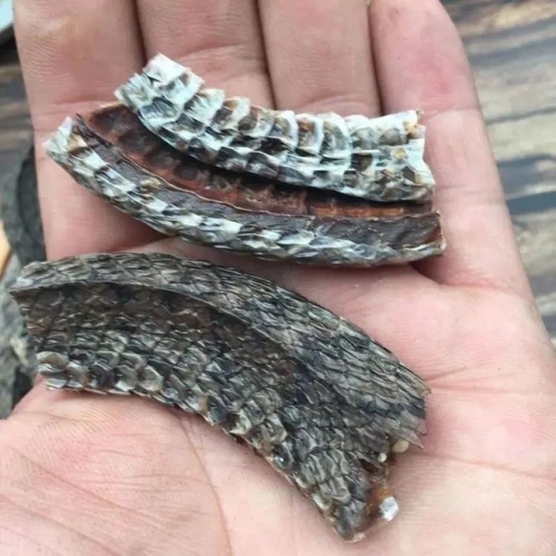 乌梢中药蛇药材蛇段干货切整条风湿泡酒料中草药包邮