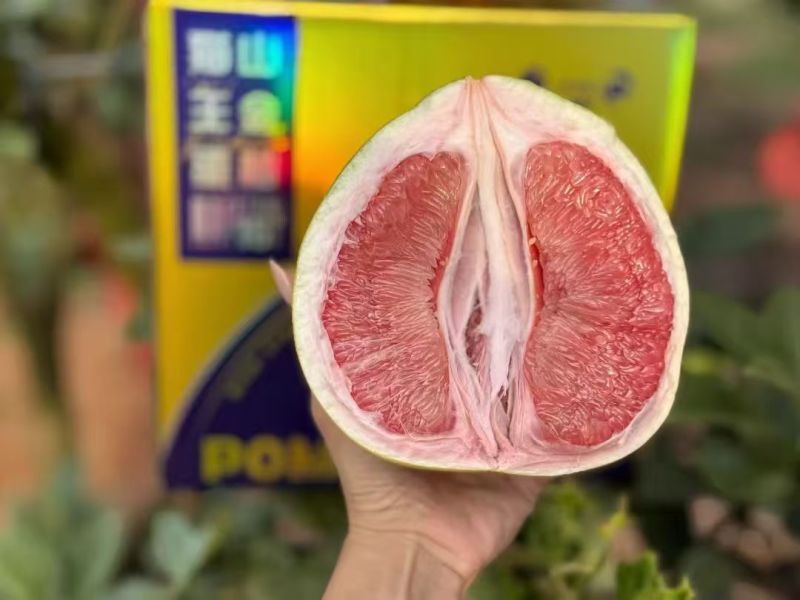 广西河池三红蜜柚精品果100多万斤