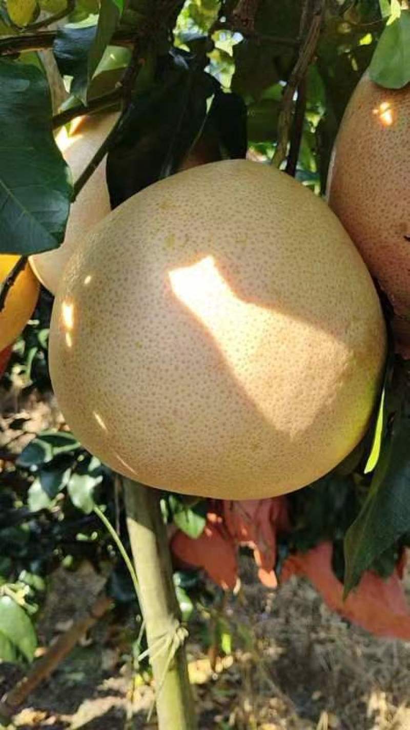 广西河池三红蜜柚精品果100多万斤