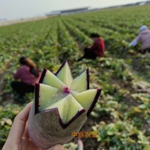 冰淇淋萝卜潍坊水果水果冰激凌萝卜可加工精品礼盒冰激凌萝卜