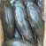 【活到家】精选笋壳鱼淡水鱼之冠鲜活呆子鱼宝宝辅食无抗活鱼