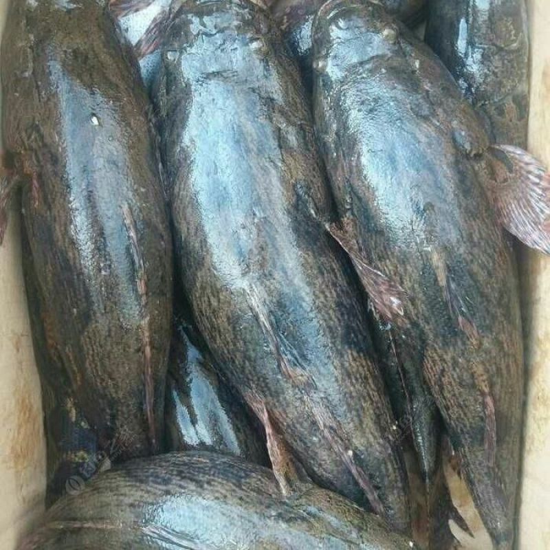 【活到家】精选笋壳鱼淡水鱼之冠鲜活呆子鱼宝宝辅食无抗活鱼