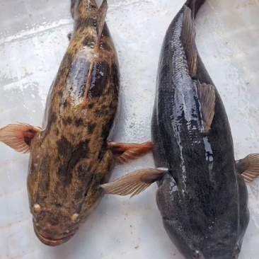 【活到家】精选笋壳鱼淡水鱼之冠鲜活呆子鱼宝宝辅食无抗活鱼