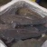 【活到家】精选笋壳鱼淡水鱼之冠鲜活呆子鱼宝宝辅食无抗活鱼