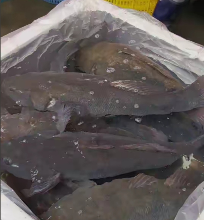 【活到家】精选笋壳鱼淡水鱼之冠鲜活呆子鱼宝宝辅食无抗活鱼