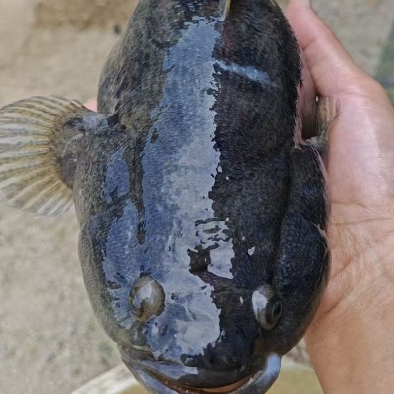 【活到家】精选笋壳鱼淡水鱼之冠鲜活呆子鱼宝宝辅食无抗活鱼