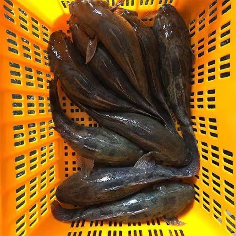 【活到家】精选笋壳鱼淡水鱼之冠鲜活呆子鱼宝宝辅食无抗活鱼