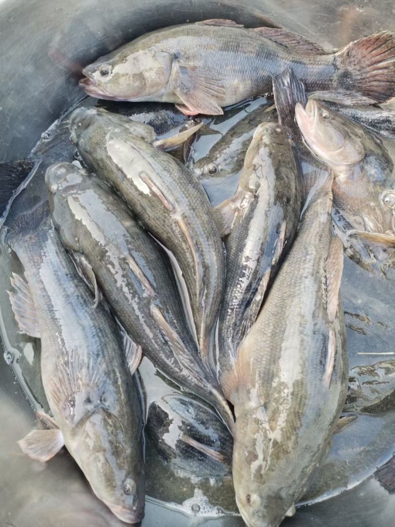 【活到家】精选笋壳鱼淡水鱼之冠鲜活呆子鱼宝宝辅食无抗活鱼