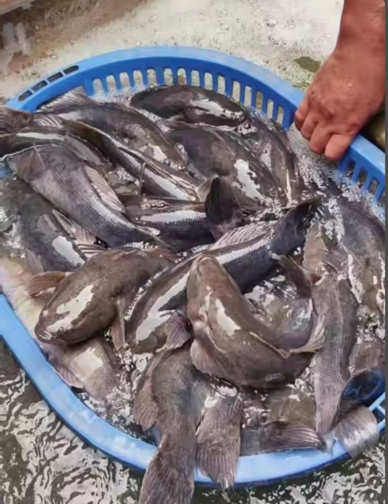【活到家】精选笋壳鱼淡水鱼之冠鲜活呆子鱼宝宝辅食无抗活鱼