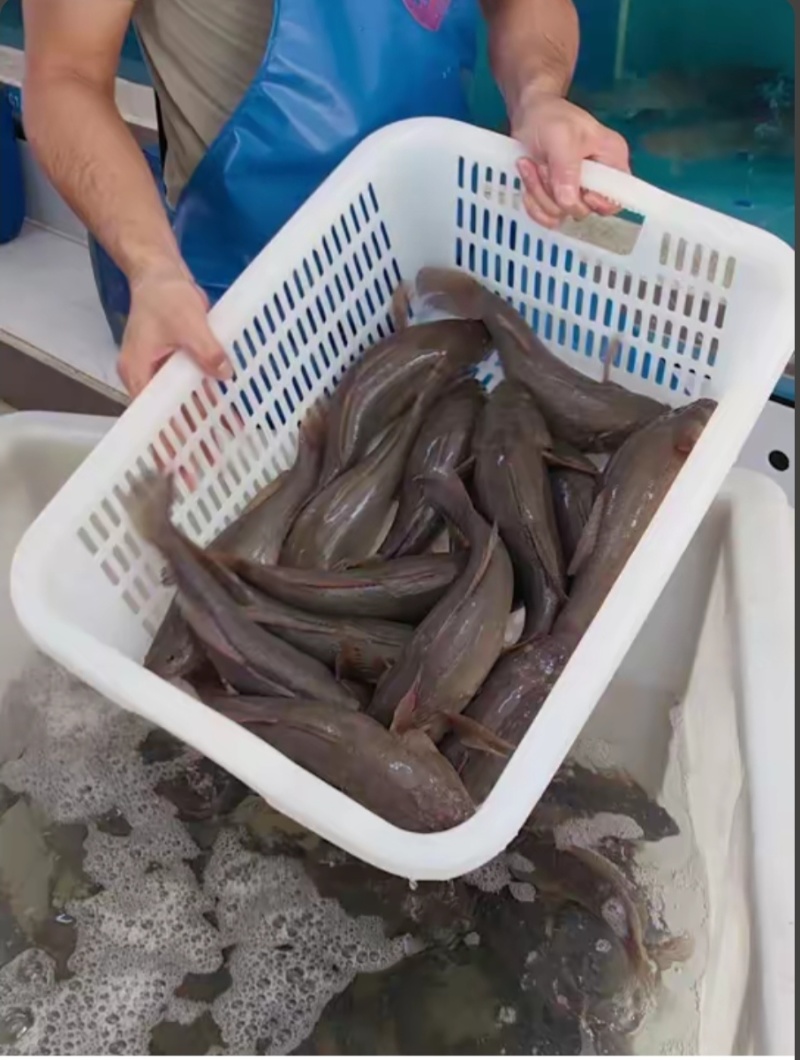 【活到家】精选笋壳鱼淡水鱼之冠鲜活呆子鱼宝宝辅食无抗活鱼