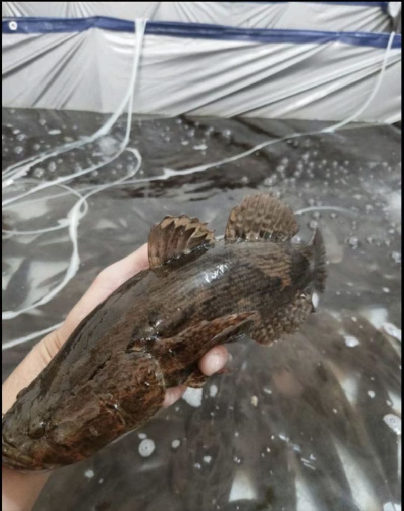 【活到家】精选笋壳鱼淡水鱼之冠鲜活呆子鱼宝宝辅食无抗活鱼