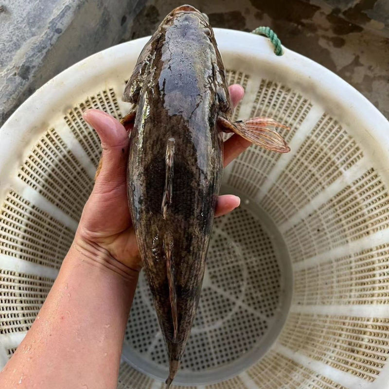 【活到家】精选笋壳鱼淡水鱼之冠鲜活呆子鱼宝宝辅食无抗活鱼