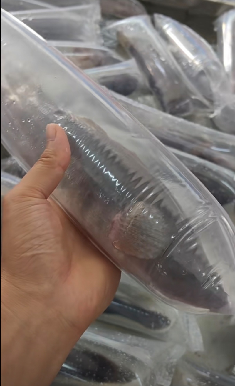 【活到家】精选笋壳鱼淡水鱼之冠鲜活呆子鱼宝宝辅食无抗活鱼
