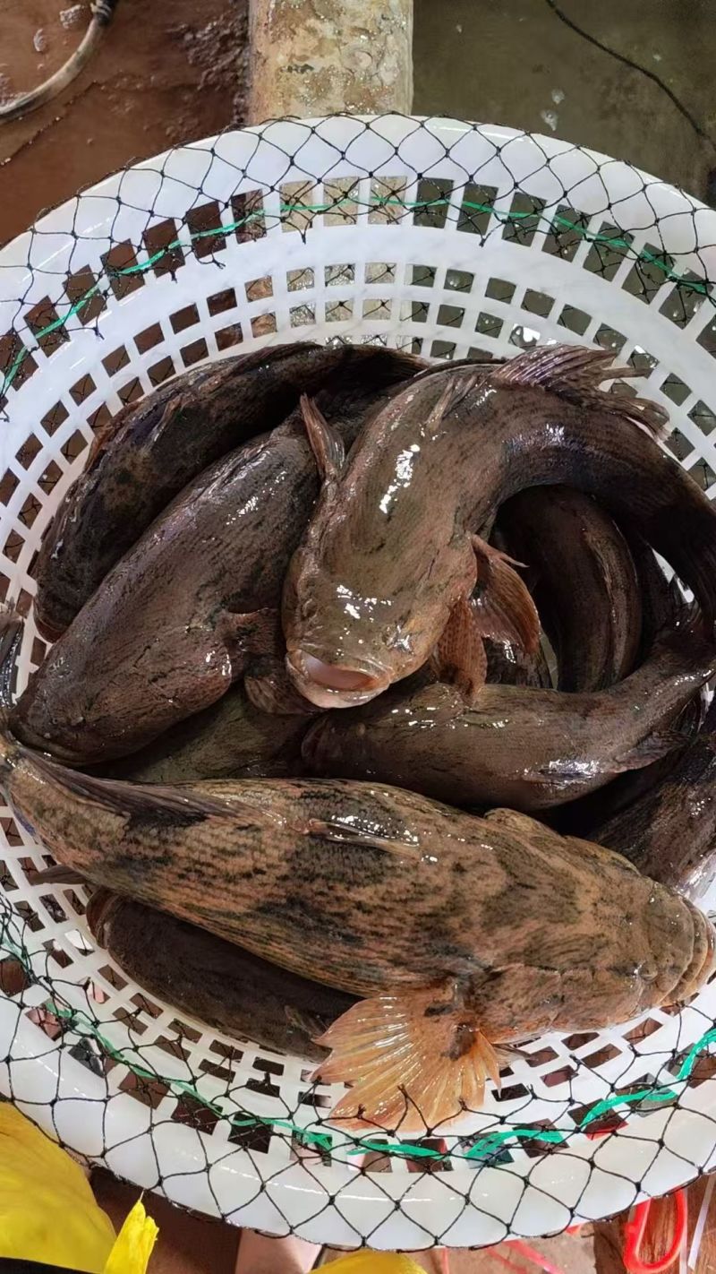 【活到家】精选笋壳鱼淡水鱼之冠鲜活呆子鱼宝宝辅食无抗活鱼