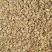 大量出售白糯玉米