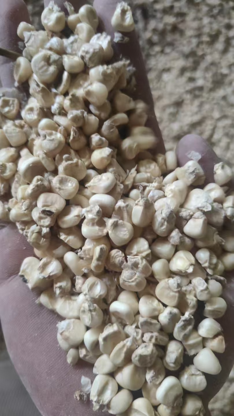 大量出售白糯玉米