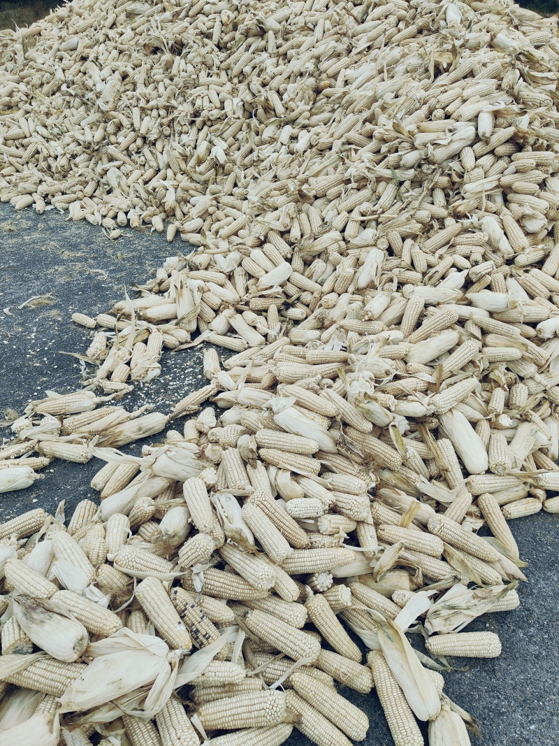 大量出售白糯玉米