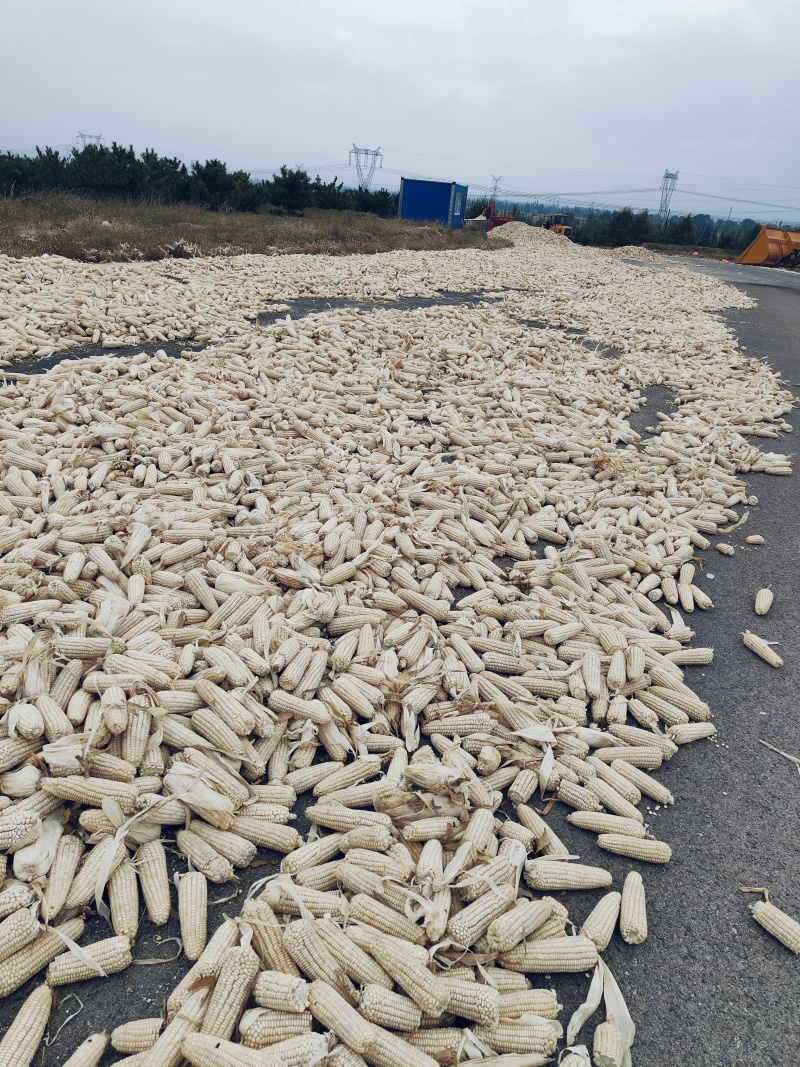 大量出售白糯玉米