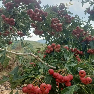 甜红子山楂