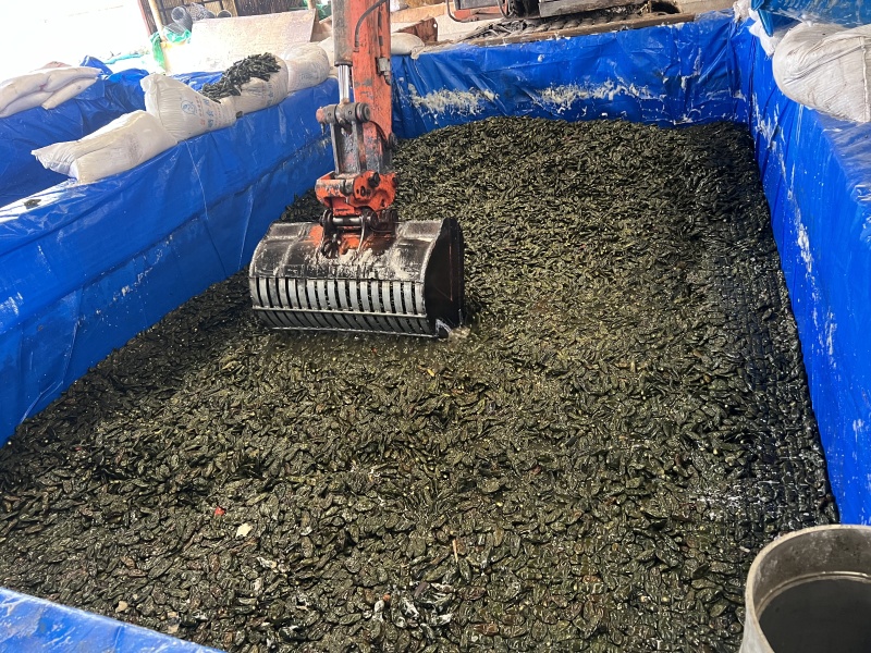 腌制港椒高辣/泡菜/腌辣椒厂家直销量大欢迎来电