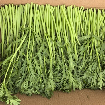 江苏淮安茼蒿，量大质优，诚信代收代办，欢迎联系谈合作。
