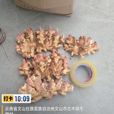 云南省文山市小黄姜