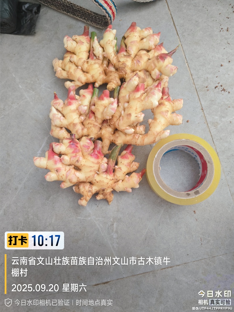 云南省文山市小黄姜