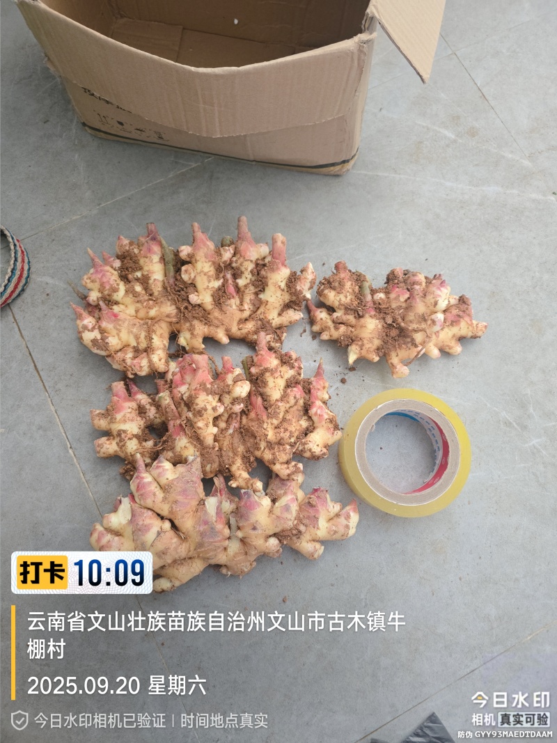 云南省文山市小黄姜