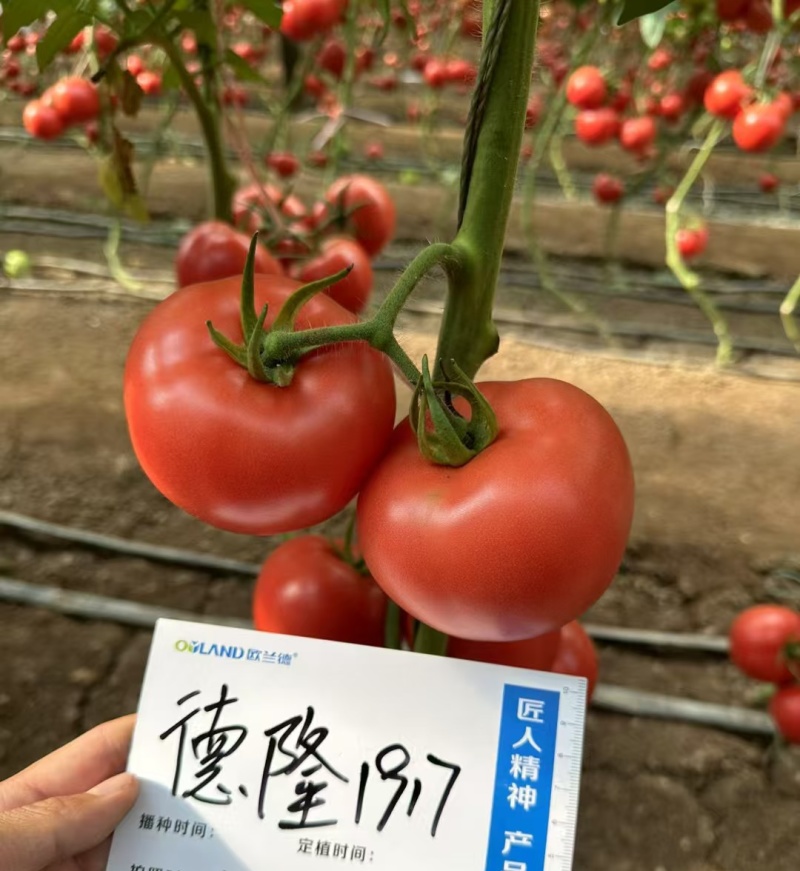 德隆1917番茄种子抗病高产耐裂性好硬度高耐运输