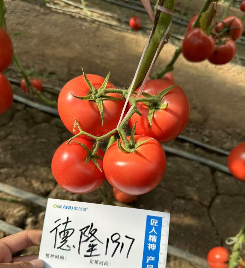德隆1917番茄种子抗病高产耐裂性好硬度高耐运输