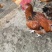 散养土鸡