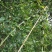 黄精种子
