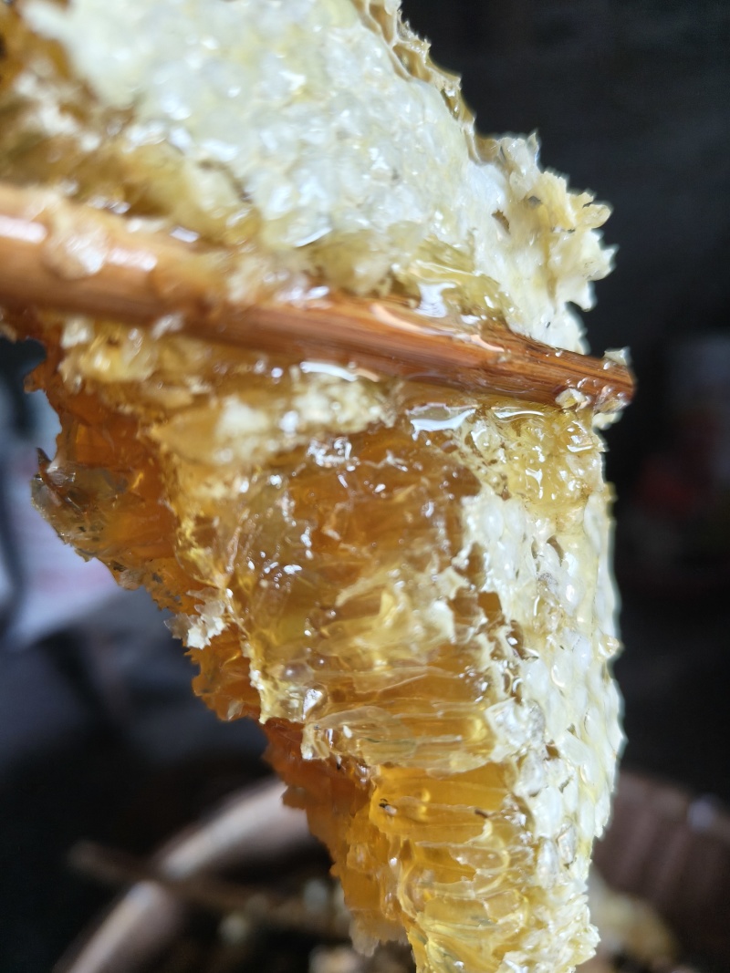贵州道真高山土蜂蜜