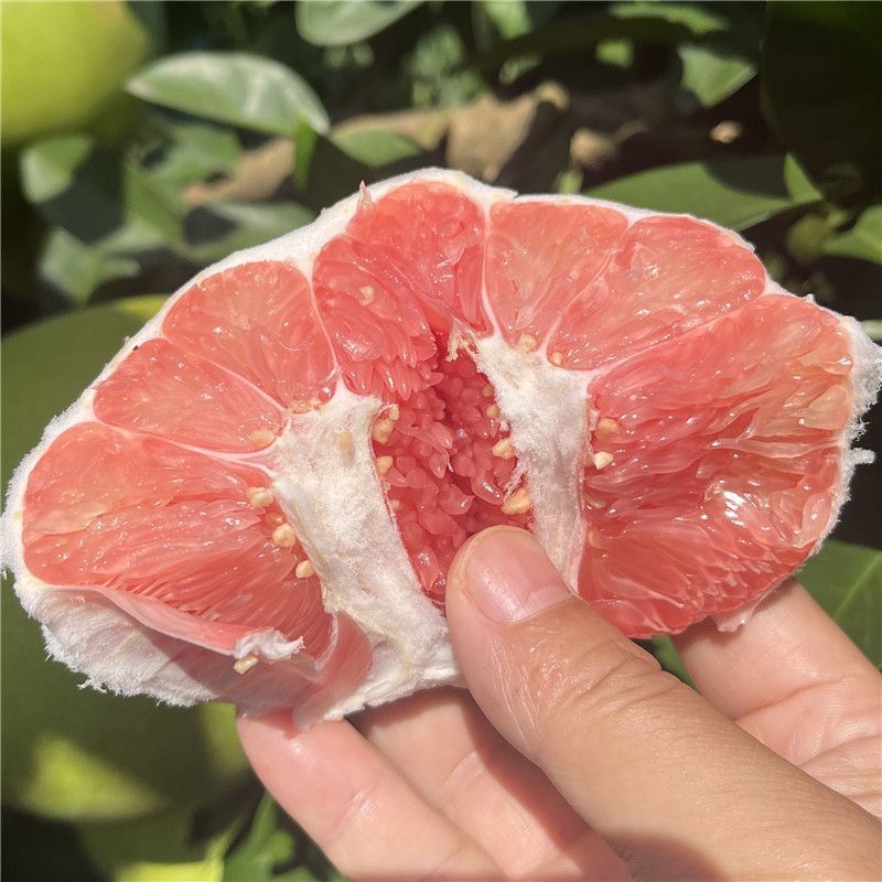 《精选》红心蜜柚基地直发对接商超团购电商一条龙服务