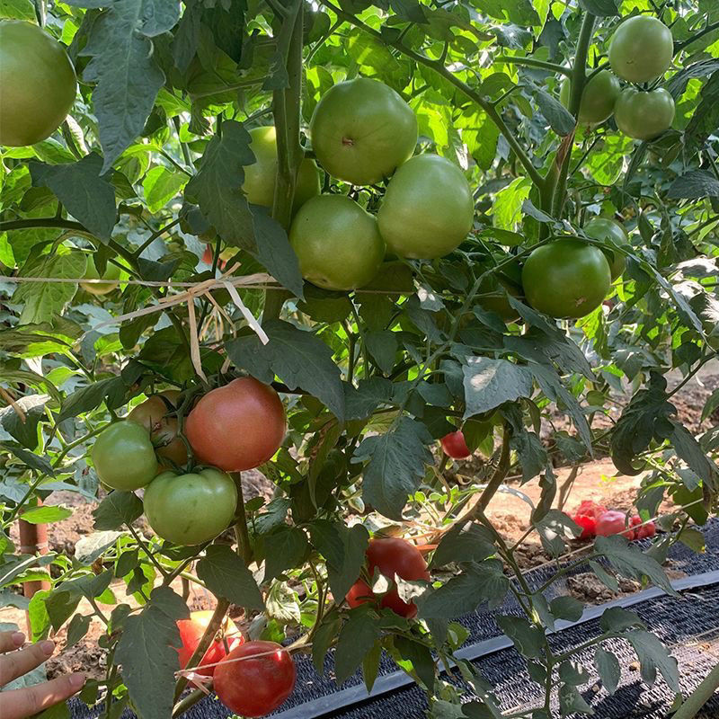 德宝2159番茄杂交种无限生长粉果西红柿大果抗病博粉硬果