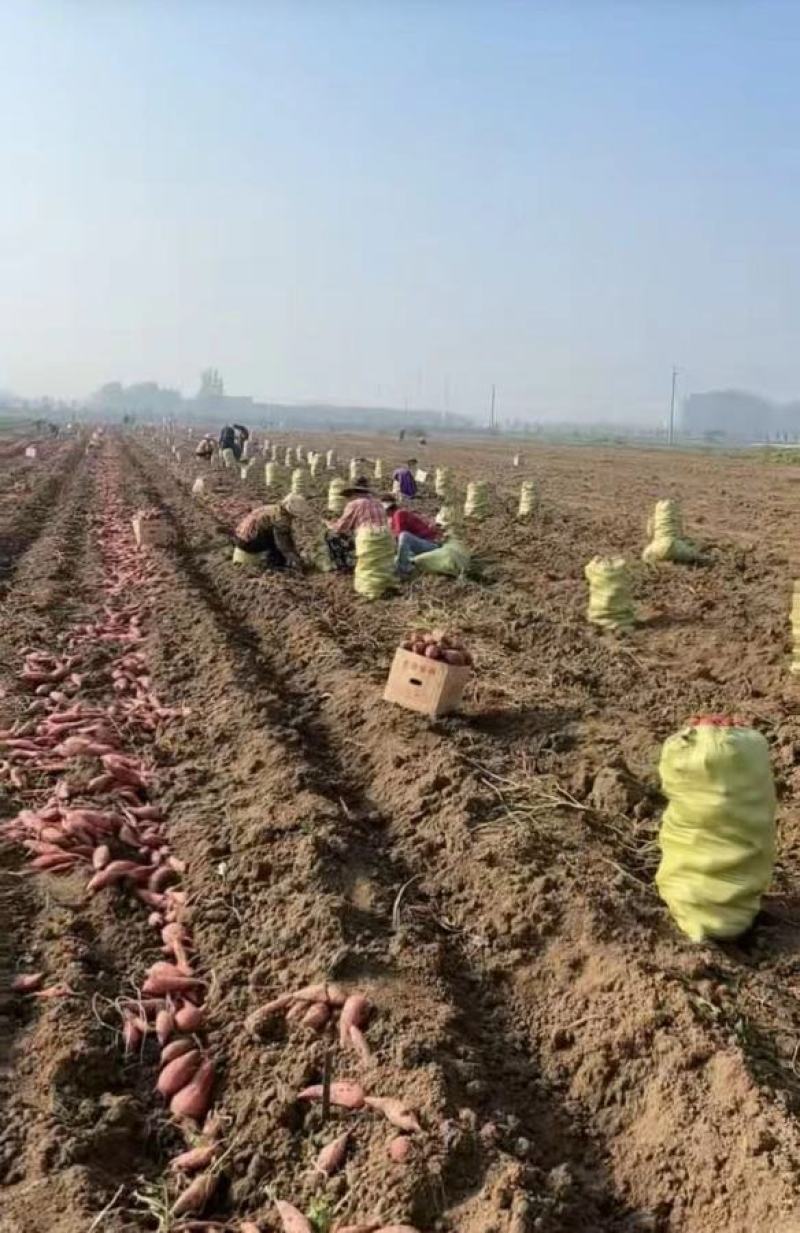 西瓜红，红薯大量上市，全国发货，欢迎进店沟通